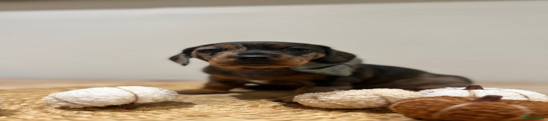 Dachshund Puppy 1