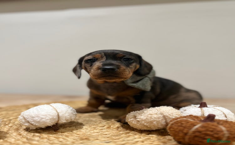 Dachshund dogs - Advert 2