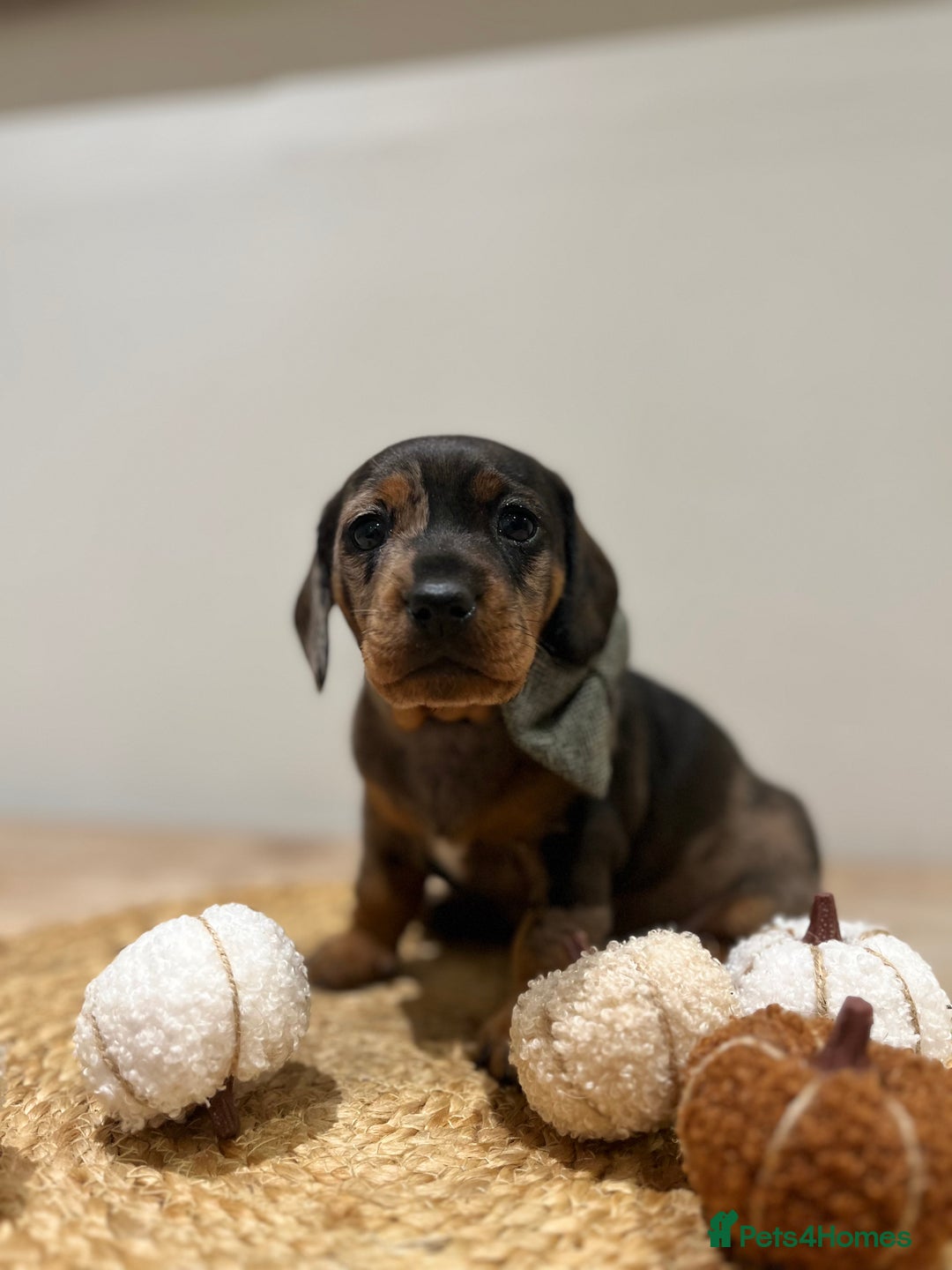 Dachshund dogs for sale: Beautiful Silver Dapple Sausage Puppies 🫶🏻✨🤎 - Image 1