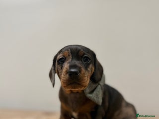 Dachshund dogs - Advert 25