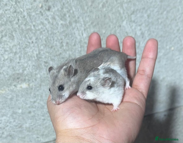Grey Robo Hamster Price Roborovski Dwarf Hamsters (Shop Collection