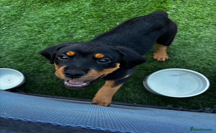 Rottweiler dogs - Advert 1