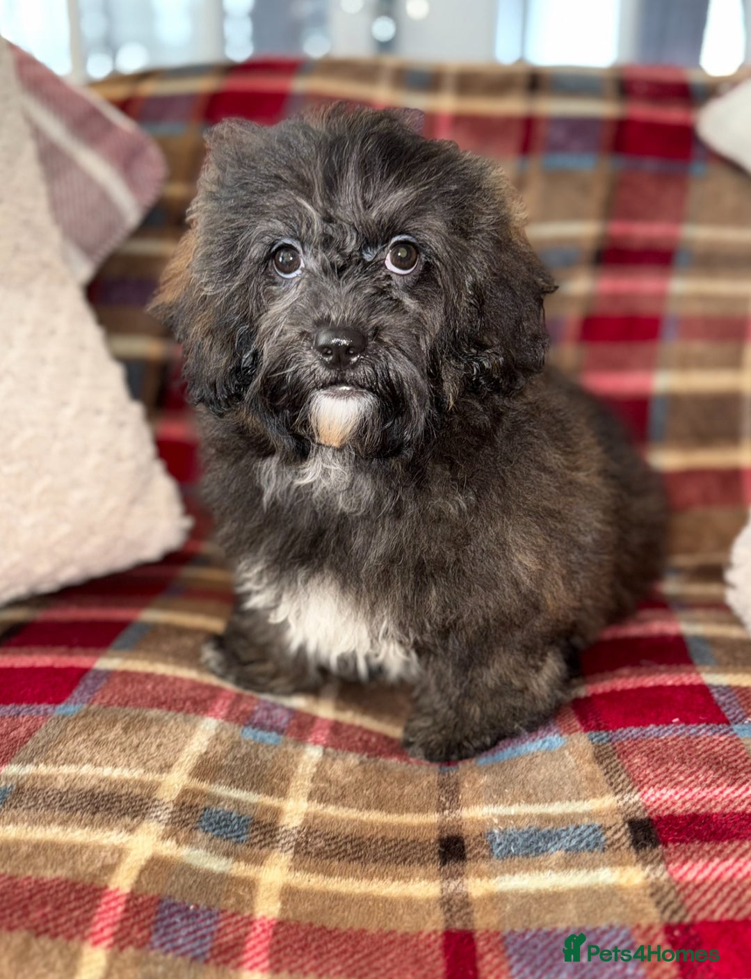 Shihpoo dogs for sale: 🩷 Beautiful Shihpoo Girl available 🩷 - Image 9