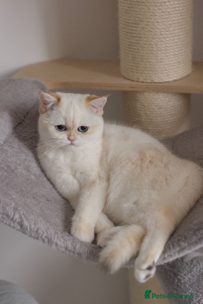 British Shorthair cats Beautiful British Shorthair Golden Point Female - Advert 2