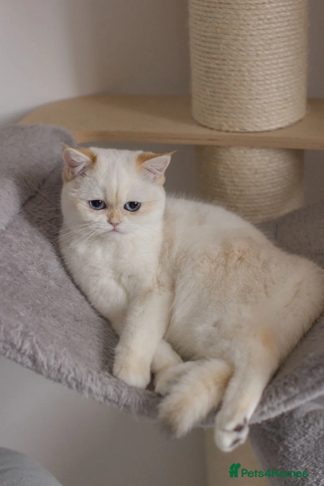 British Shorthair cats for sale: Beautiful British Shorthair Golden Point Female - Advert 2