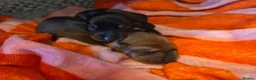 Miniature Dachshund dogs for sale: MINIATURE DACHSHUNDS TO FIND THEIR FOREVER HOME 🏡 - Advert 19