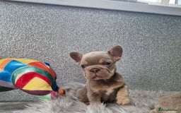 French Bulldog dogs for sale: Quality french bulldog puppies  - Image 4