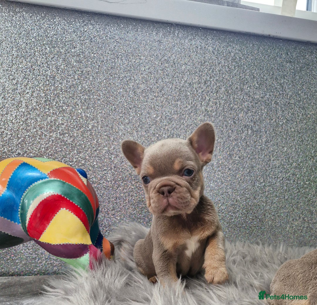 French Bulldog dogs for sale: Quality french bulldog puppies  - Image 4