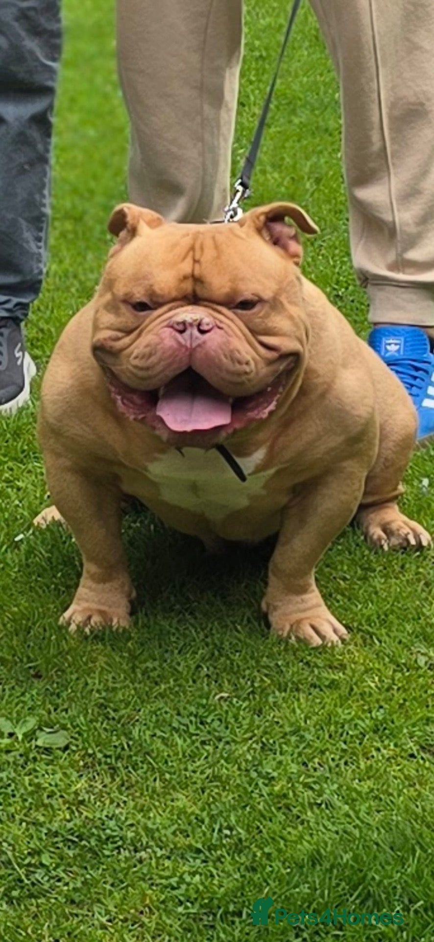 Mixed Breed dogs Marley - Advert 12