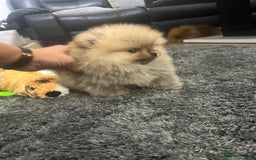 Pomeranian dogs for sale: 🔥Very Tiny(450gr)🧸Top Quality 💎 - Advert 13