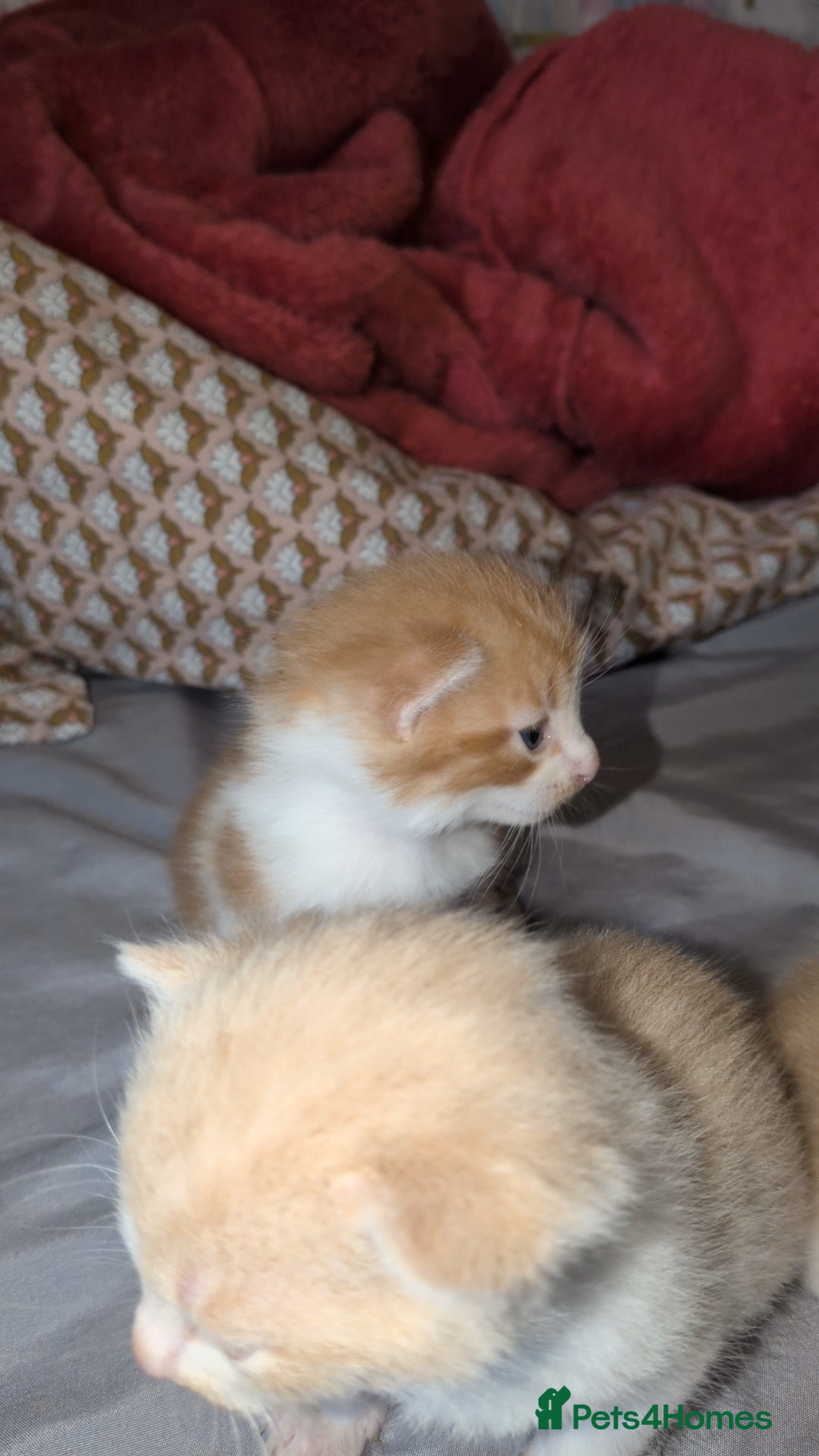 Mixed Breed cats for sale: Mixed breed - Advert 14