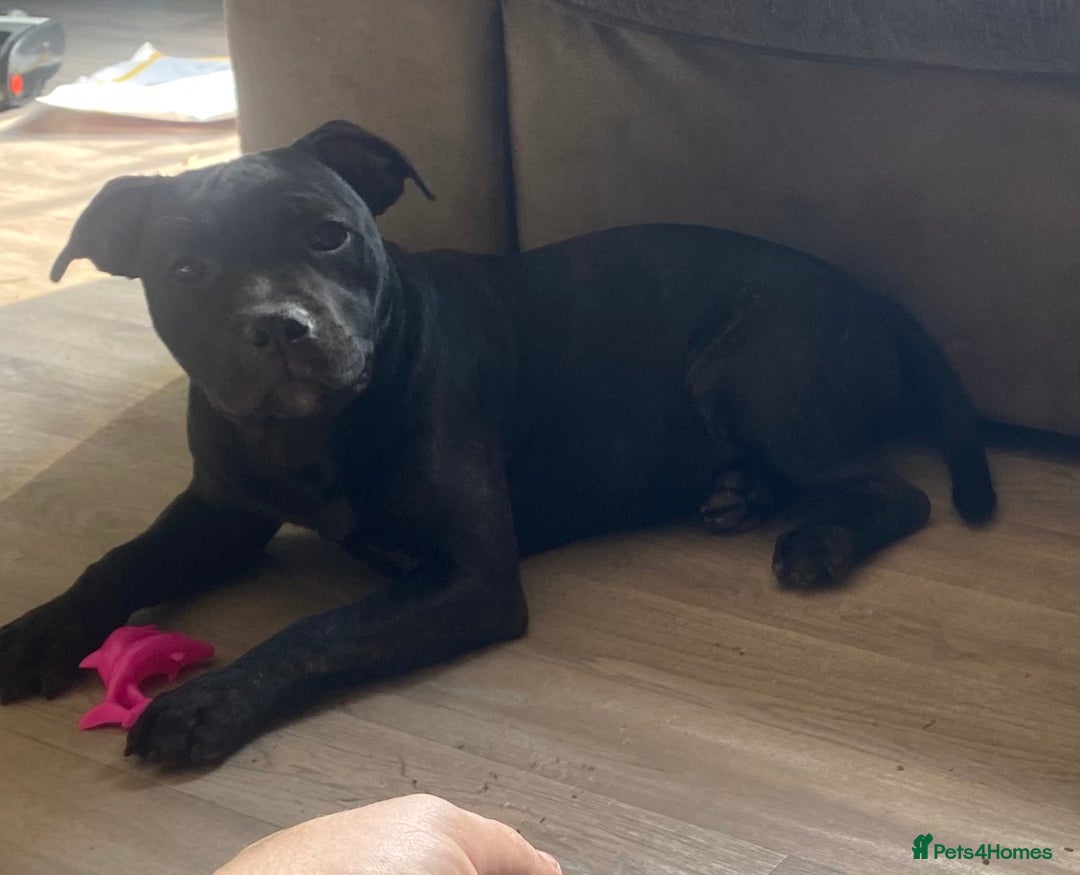 Staffordshire Bull Terrier dogs for sale: Kc reg staffordshire bull terrier female - Image 1