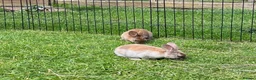 Rex rabbits for sale: Mini Rex  - Advert 8