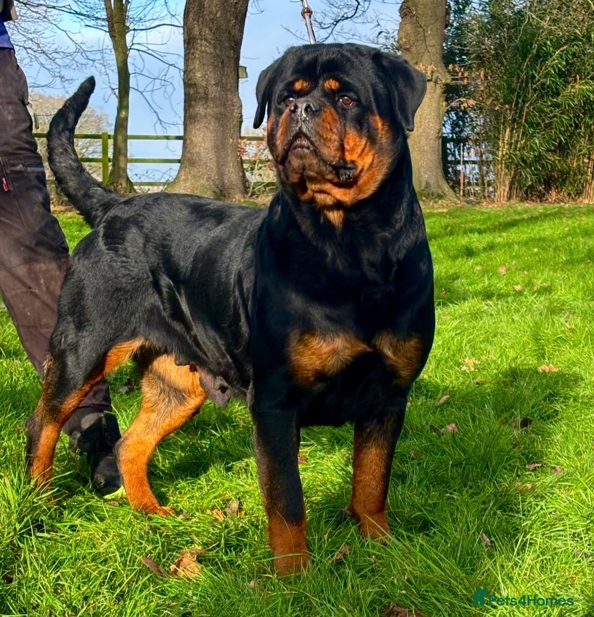 Rottweiler dogs 🤩 Elite Level XXL Rottweiler puppies 🤩 - Advert 1