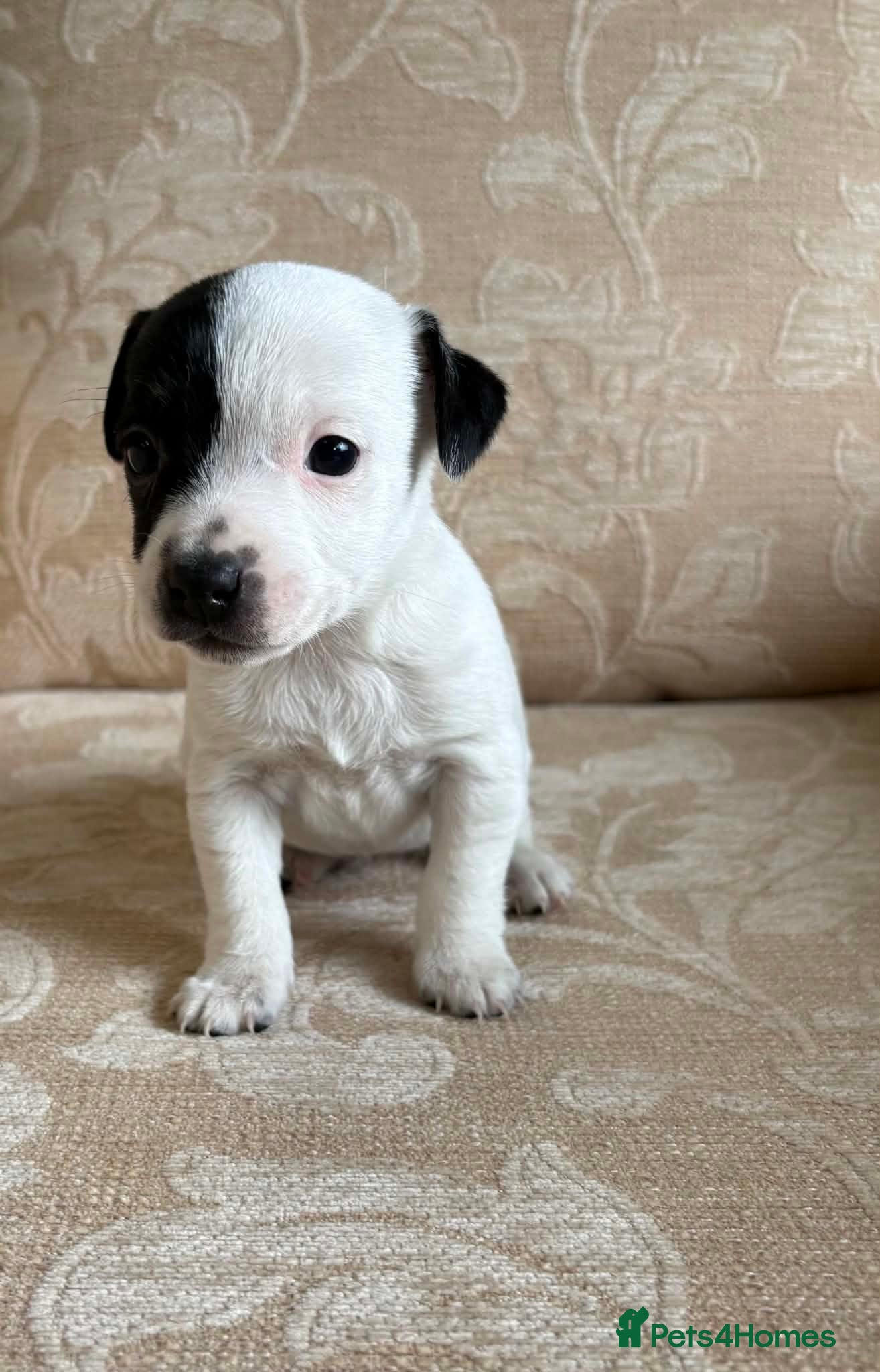 Jack Russell dogs Old fashioned pocket Jack Russell  - Advert 1