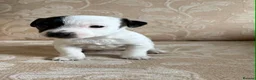 Jack Russell dogs for sale: Old fashioned pocket Jack Russell  in Gillingham - Advert 1