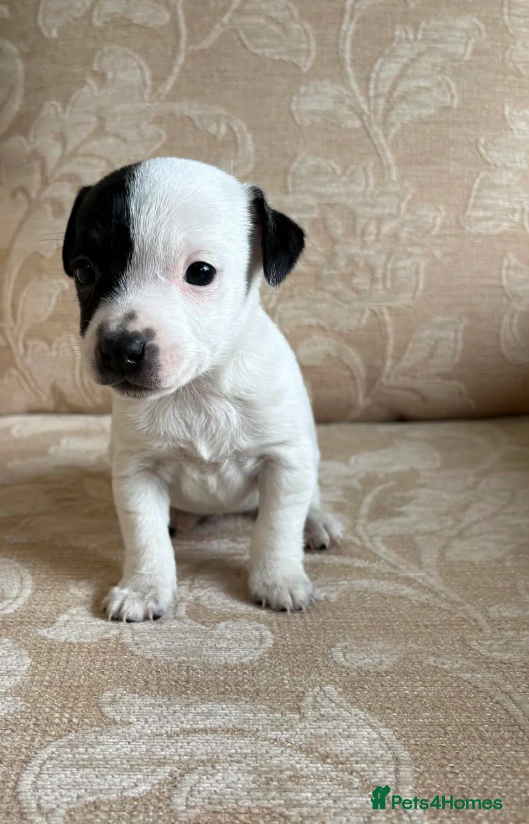 Jack Russell dogs for sale: Old fashioned pocket Jack Russell  in Gillingham - Advert 1