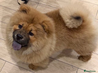 Chow Chow dogs Chow chow - Advert 5