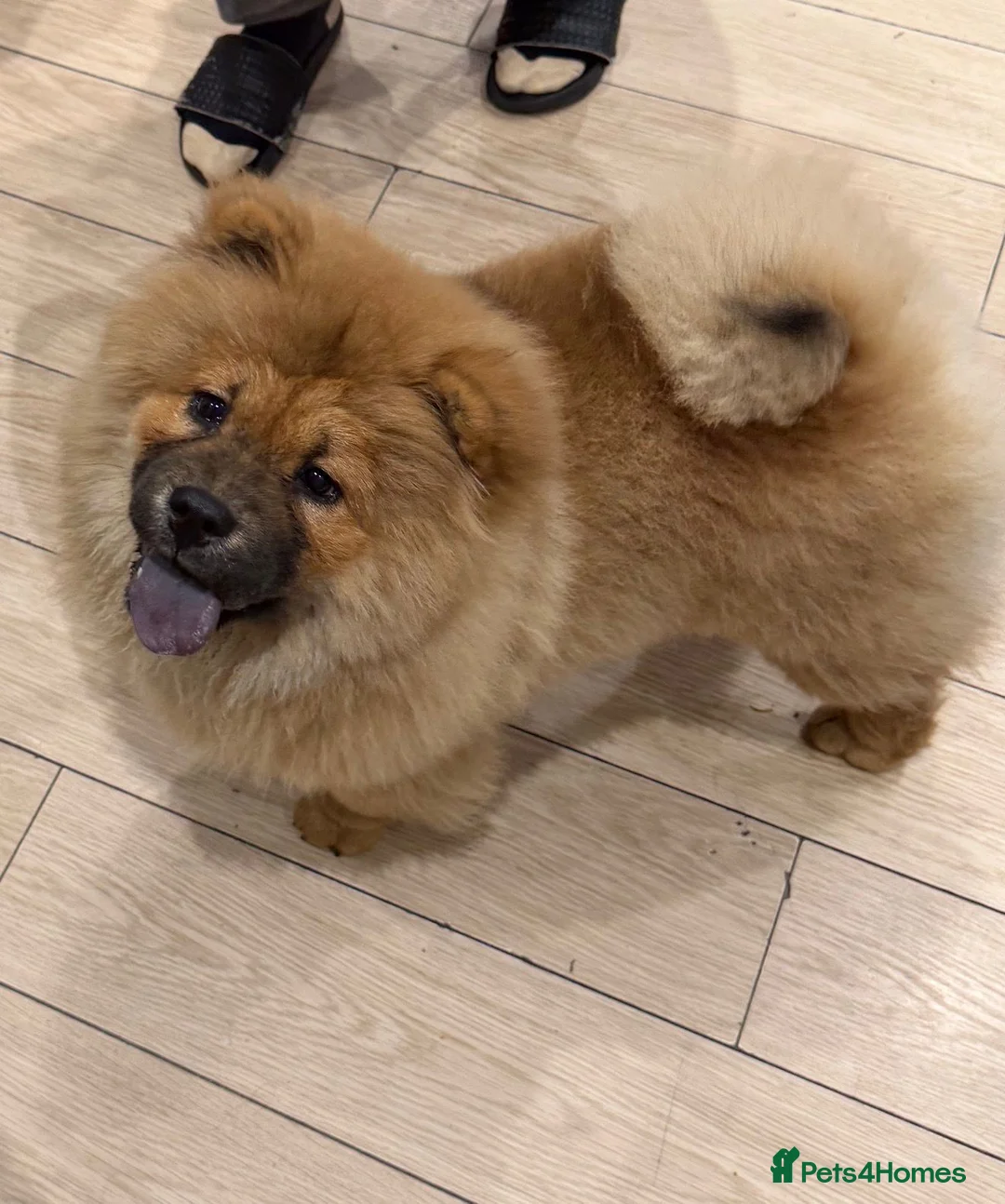 Chow Chow dogs for sale: Chow chow - Advert 1