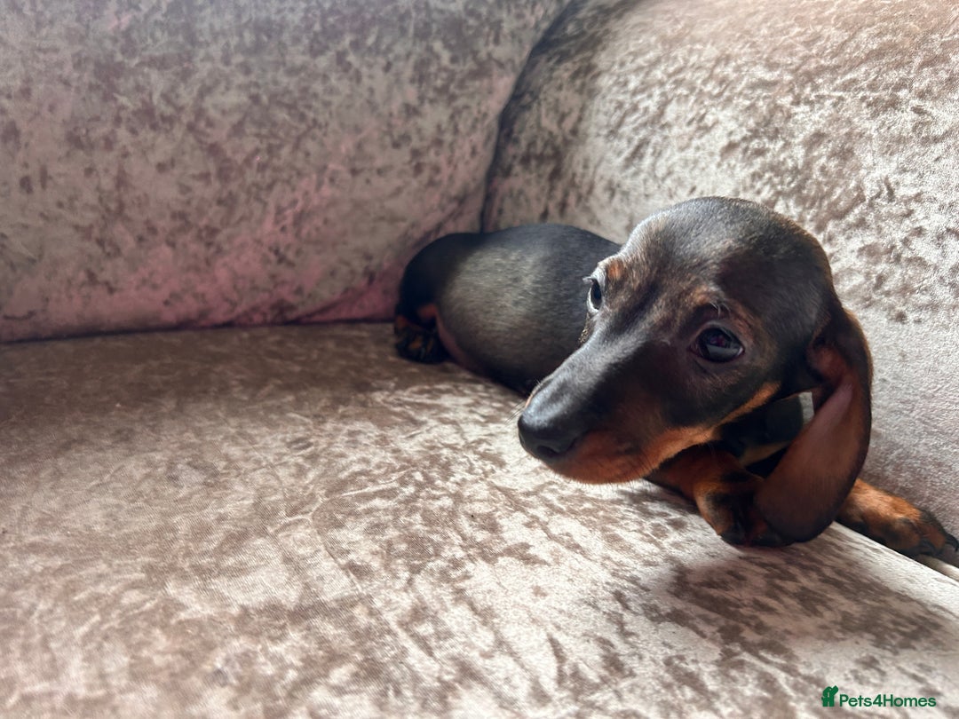 Miniature Dachshund dogs for sale: Wired hair miniature Dachshunds  - Image 2