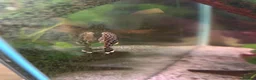 Plecos fish for sale: Common and albino bristlenose plecos - Advert 8