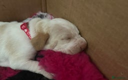 Bracco Italiano dogs for sale: Adorable Bracco Puppies Due 3rd October  - Image 15
