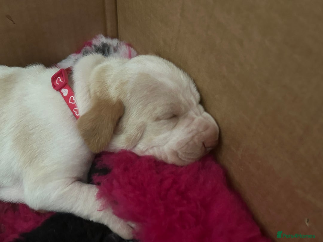 Bracco Italiano dogs for sale: Adorable Bracco Puppies Due 3rd October  - Image 15