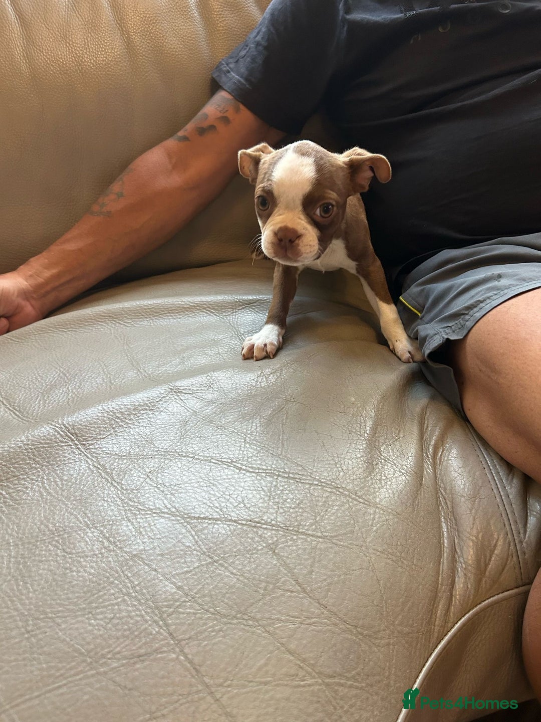 Boston Terrier dogs for sale: Beautiful KC Boston Terriers - Image 19