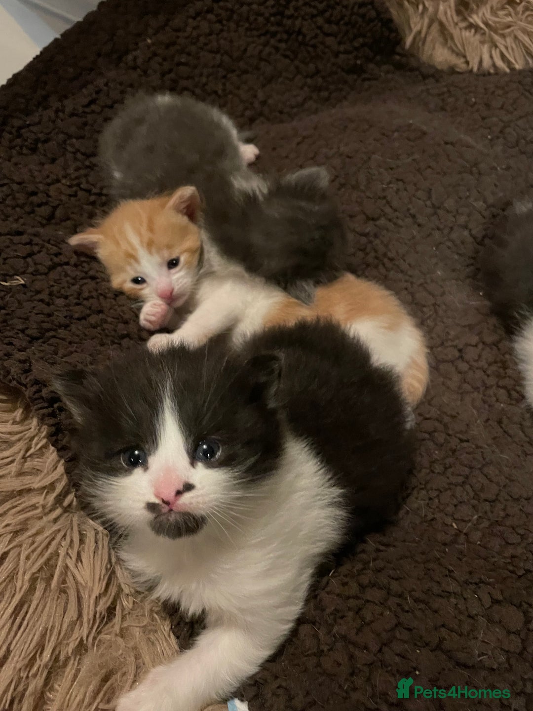 British Shorthair cats for sale: 5 kittens for sale  - Advert 11