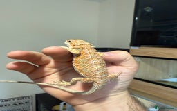 Bearded Dragon reptiles for sale: 🔥🔥🔥 BABY BEARDED DRAGONS 🔥🔥🔥 4 LEFT 🔥🔥 - Image 7