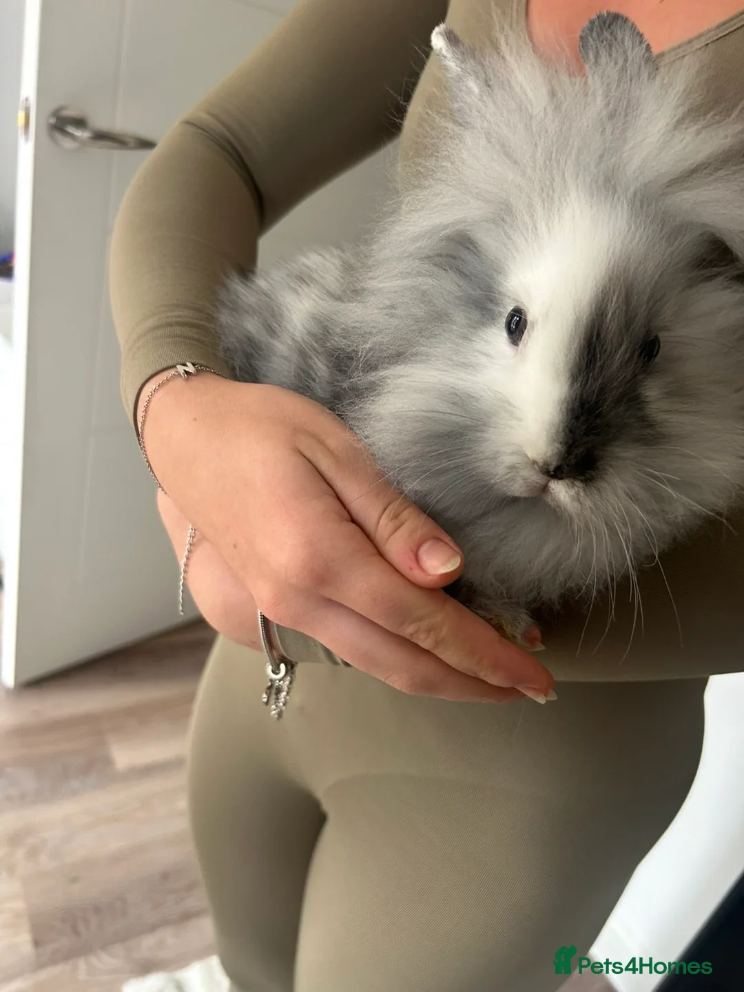 Mixed Breed rabbits for sale: 2 mini lop lion head bunnies  - Advert 3