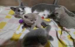British Shorthair cats for sale: Full Britishshort hair kittens ready wendesday - Image 26