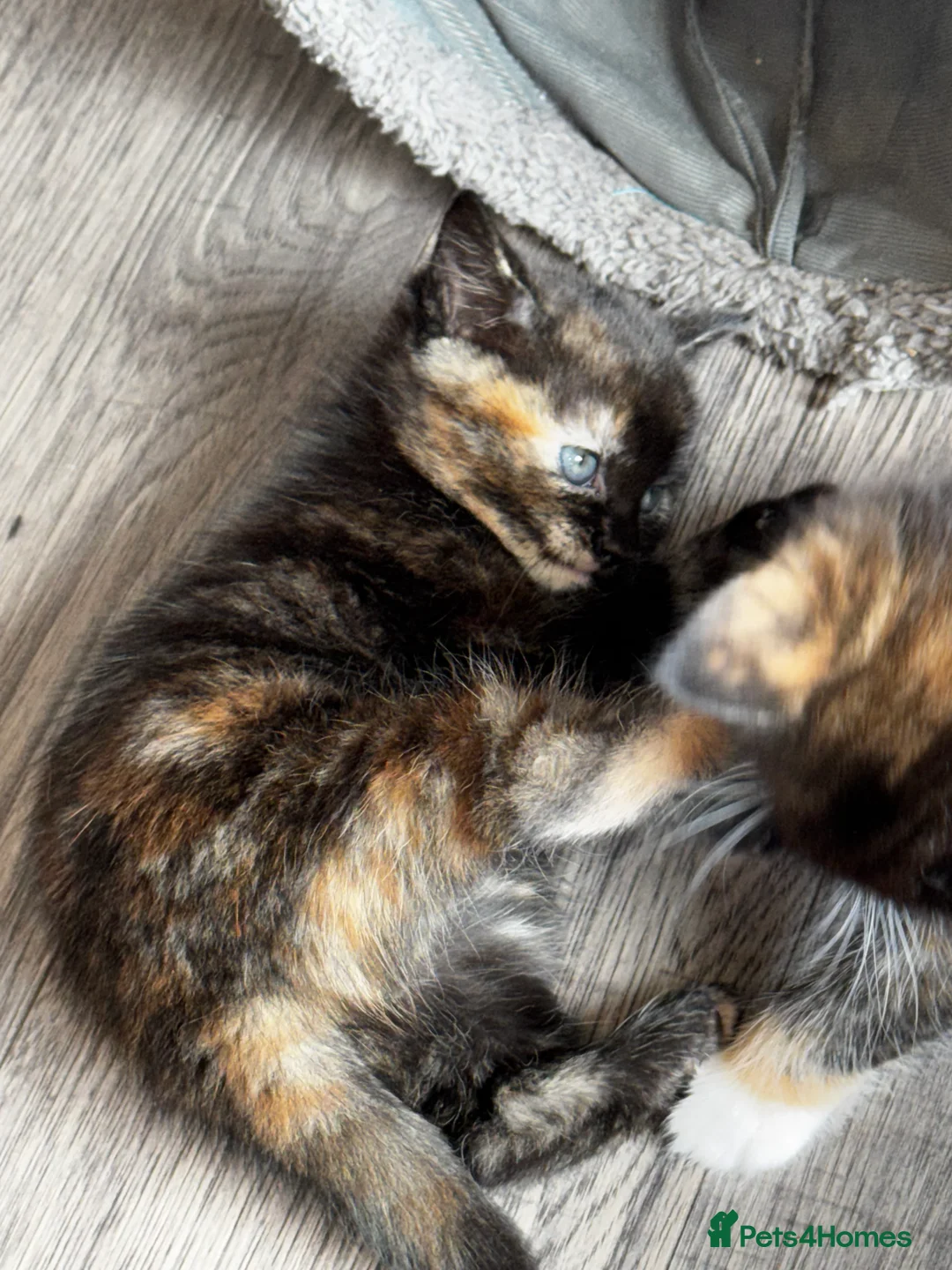 Mixed Breed cats for sale: Beautiful kittens  - Advert 8