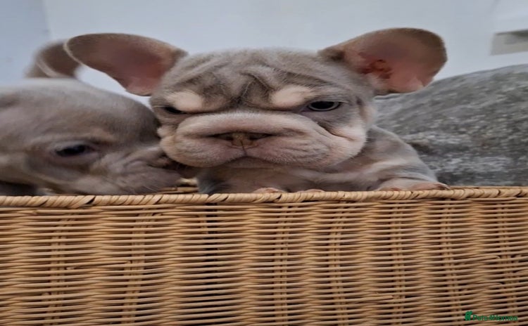 French Bulldog dogs - Advert 7