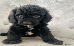 Cockapoo dogs for sale: Beautiful Black Cockapoo Puppies  - Image 7