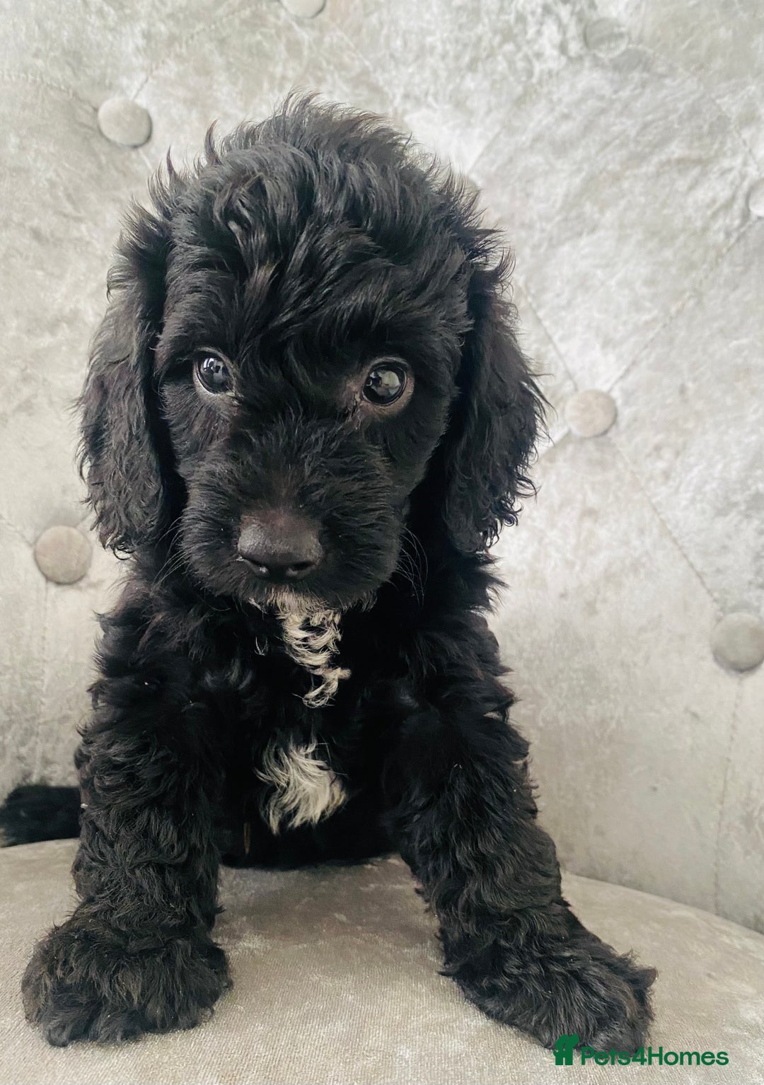 Cockapoo dogs for sale: Beautiful Black Cockapoo Puppies  - Image 7