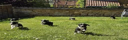Mixed Breed dogs for sale: Sprollies  - Advert 16