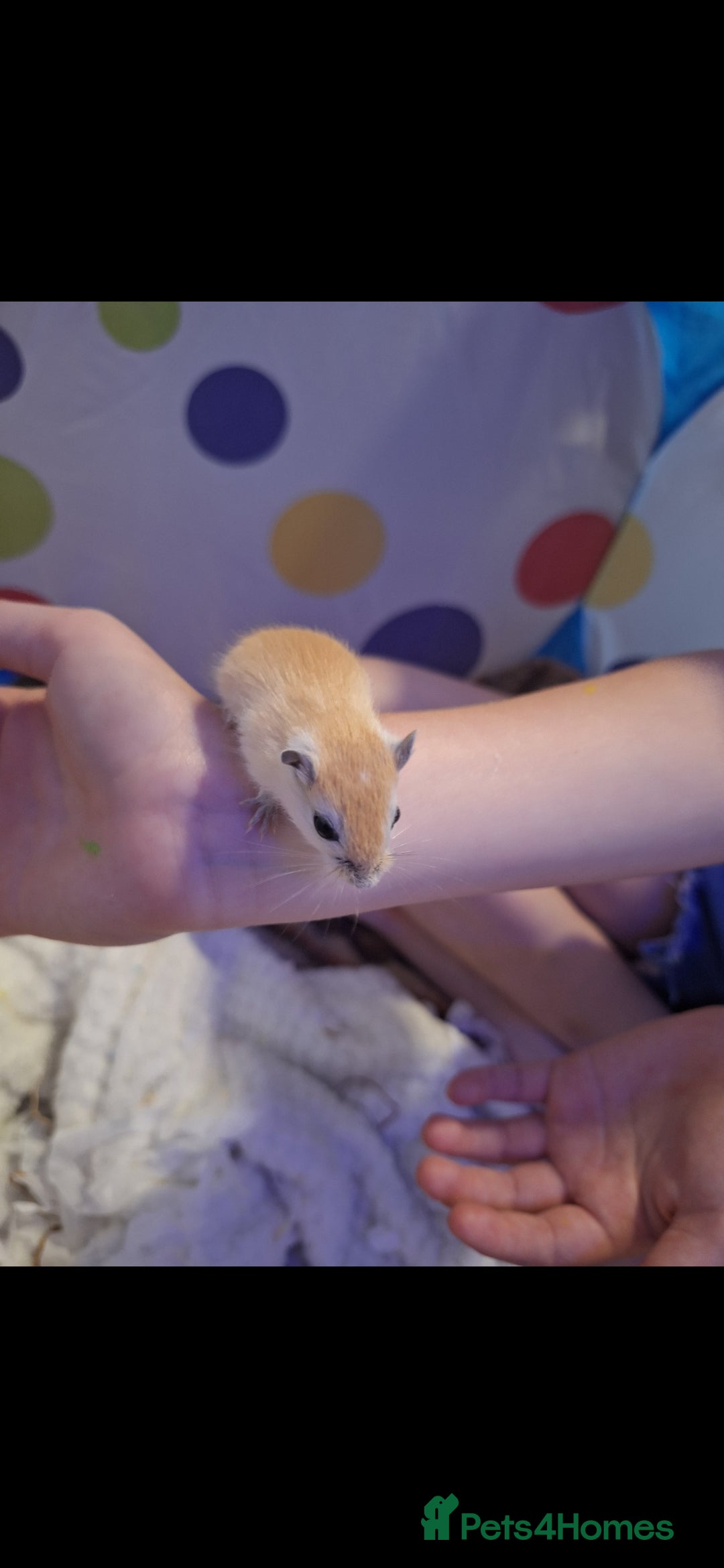 Gerbil rodents for sale: 4 baby gerbils 7 weeks old - Image 3
