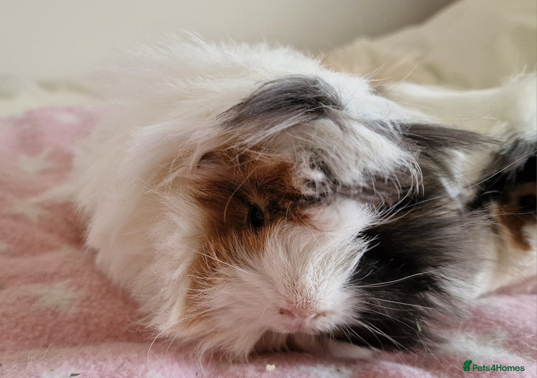 Guinea Pig rodents for sale: Pure Peruvian Sisters - Image 12