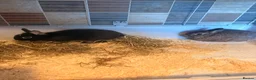 Dwarf Lop rabbits for sale: 2x mini little boy bunnies free to a new home 🏠  - Advert 3