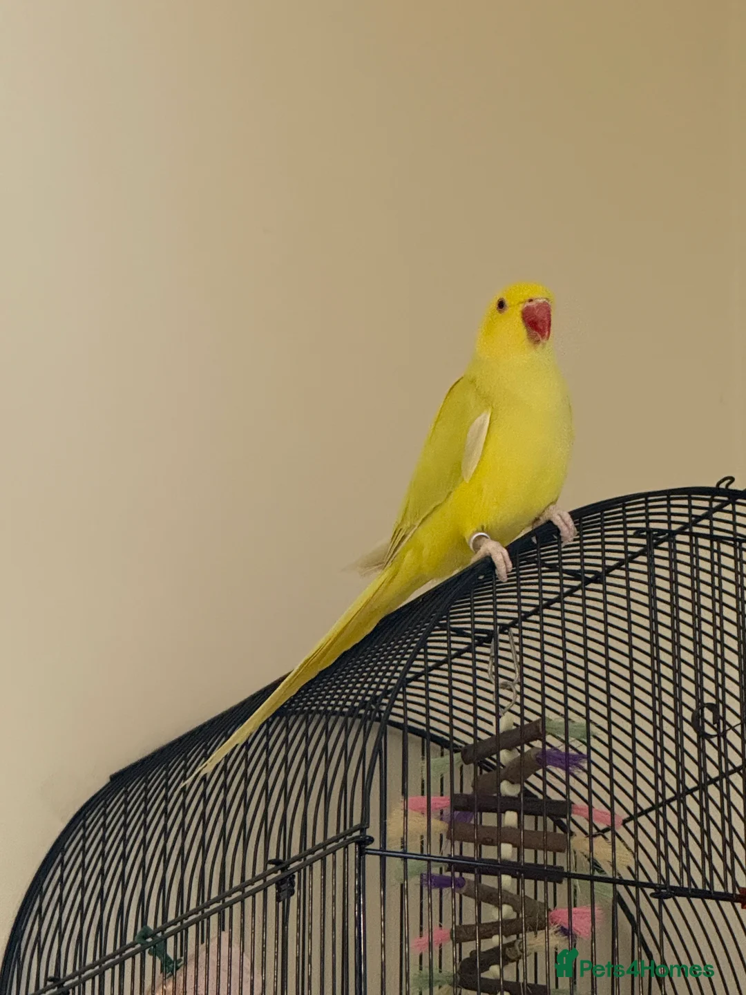 Ringnecks birds for sale: Indian Ringneck - Advert 2