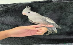 Cockatiels birds for sale: Silly hand tamed baby cockatiels for sale  - Image 3