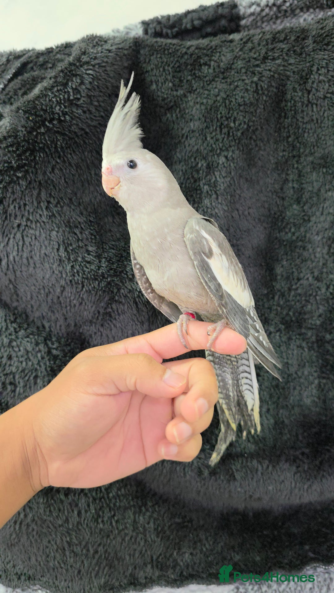 Cockatiels birds for sale: Silly hand tamed baby cockatiels for sale  - Image 3