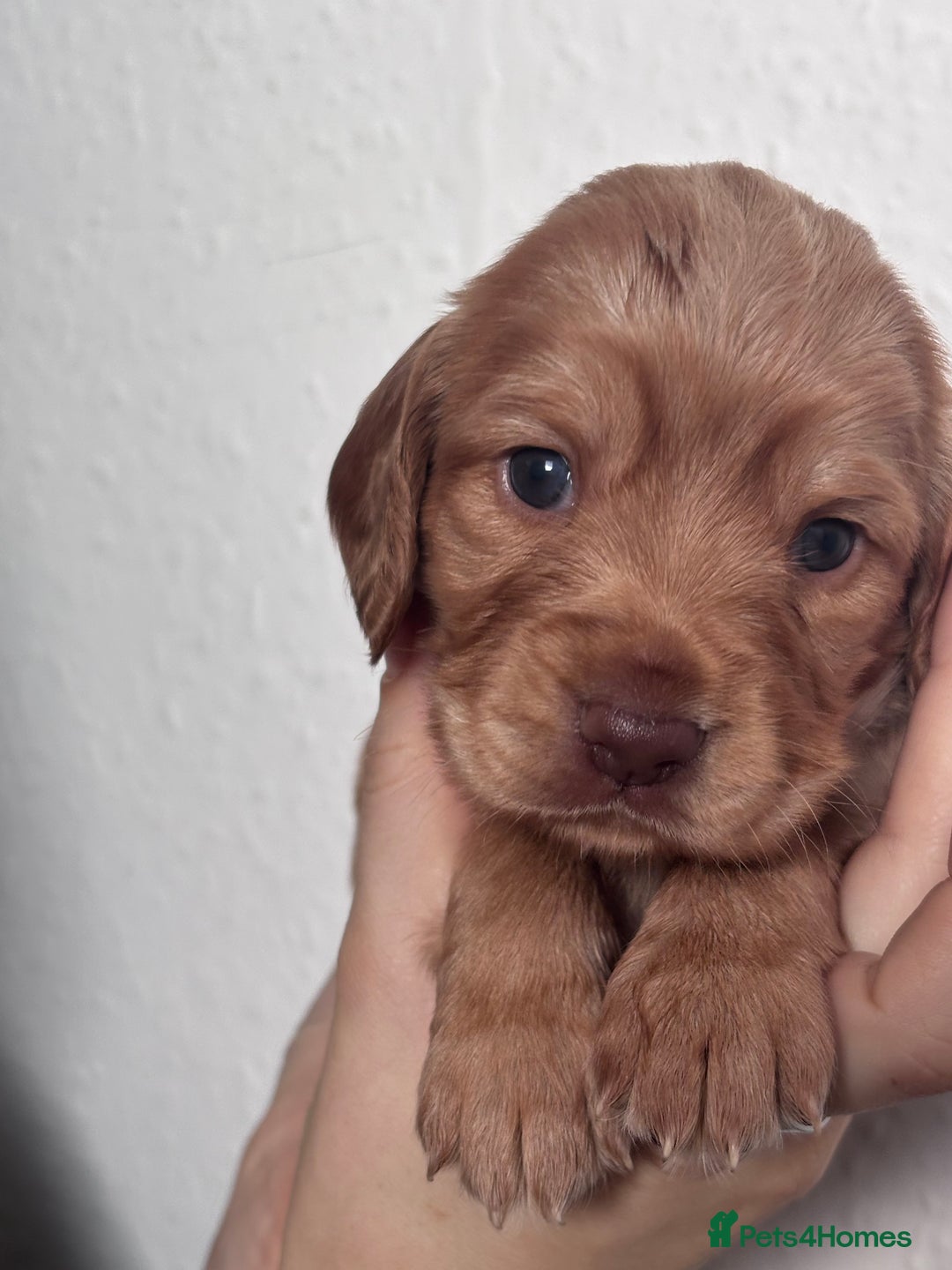 Cocker Spaniel dogs for sale: Cocker spaniel  - Image 2
