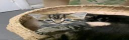 Mixed Breed cats for sale: 5 beautiful boy kittens  - Advert 6