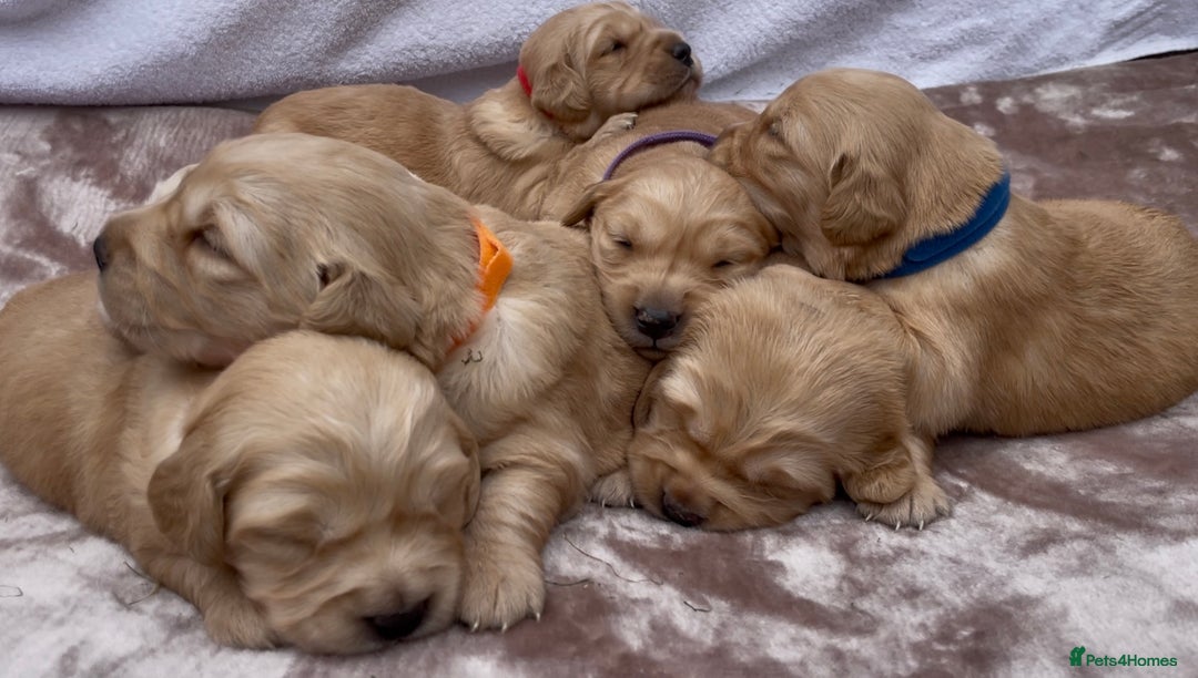 Golden Retriever dogs for sale: OUTSTANDING PEDIGREE GOLDEN RETRIVER PUPPIES KC - Image 22