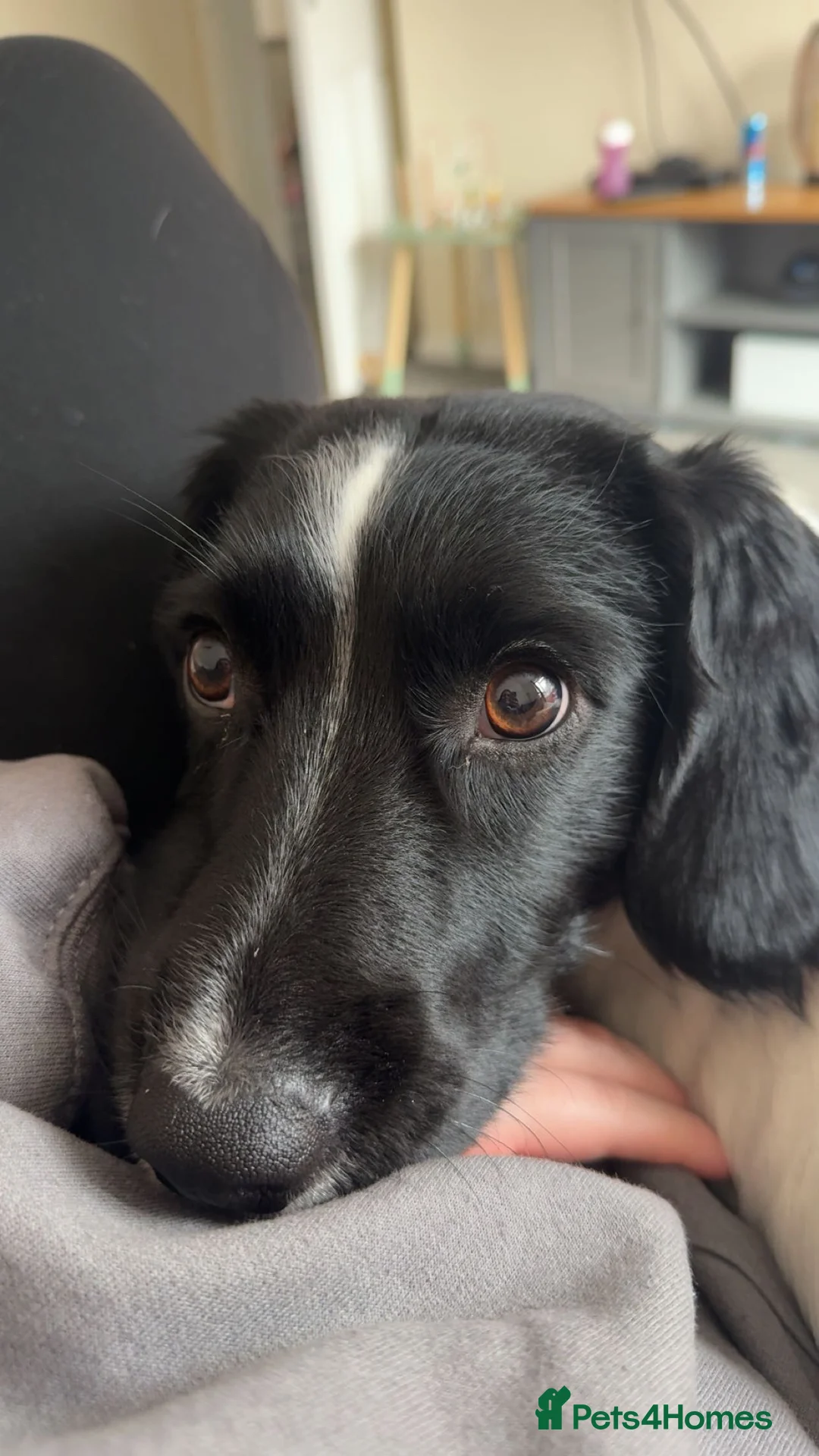Sprocker dogs for sale: 1 Year Old Sprocker Male - Advert 2