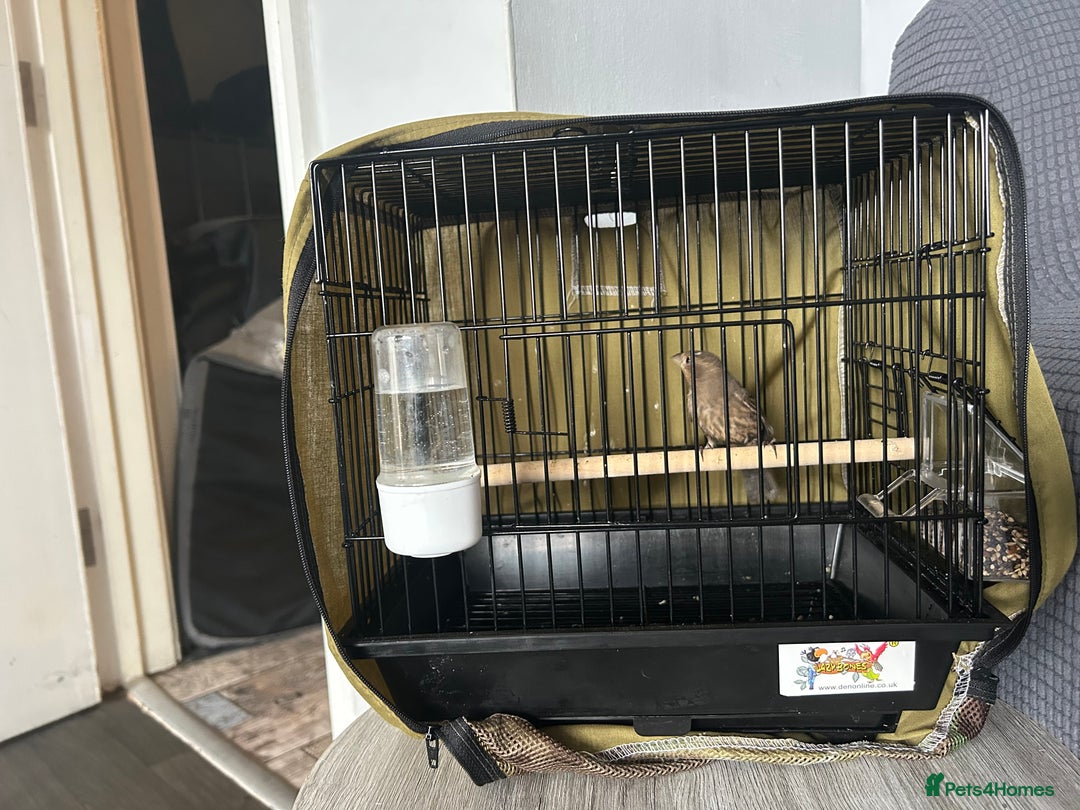 Finches birds for sale: Free Mexican/house finch - Advert 3