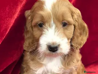 Cockapoo dogs Stunning F1 Cockapoo puppys - Advert 2