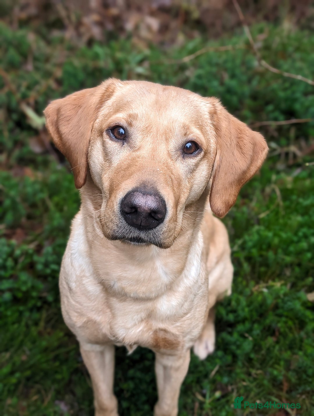Mixed Breed dogs for sale: Whippet X Labrador Pups ~ Lurchers - Image 2